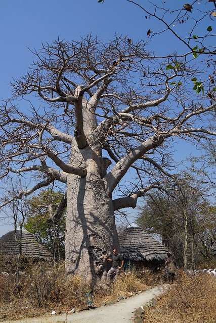 Makgadikgadi Pans: baobabs, suricatas y noche al raso en el salar de Ntwetwe - BOTSWANA, ZIMBABWE Y CATARATAS VICTORIA: Tras la Senda de los Elefantes (10)