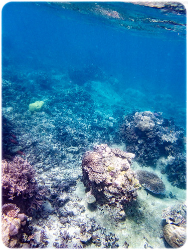sanmaprovince vanuatu vu santo espiritu ratua island privateisland resort underwater coral fish