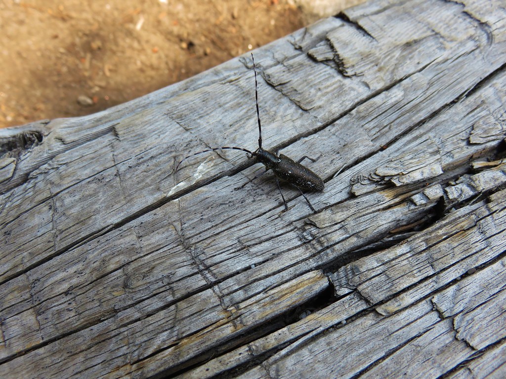 Beetle at Summit Lake