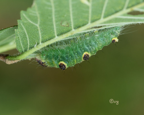 pennsylvania tiogacounty caterpillar ochredagger acronictamorula elm