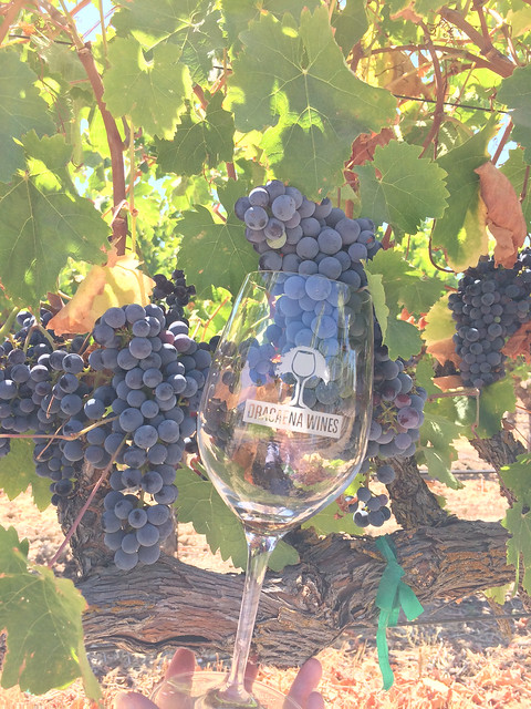 Dracaena Wines, Paso Robles, CA