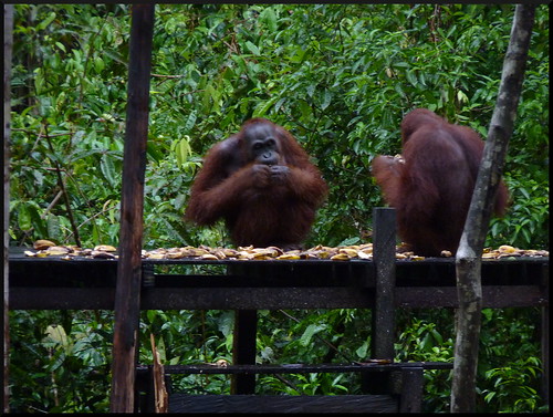 Indonesia en 2 semanas: orangutanes, templos y tradiciones - Blogs de Indonesia - Parque Nacional Tanjung Puting (12)