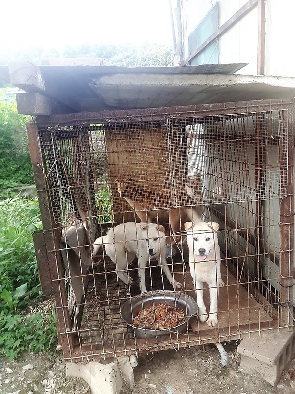 South Korean dog farms and slaughterhouses