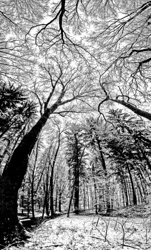 trees snow sky ground