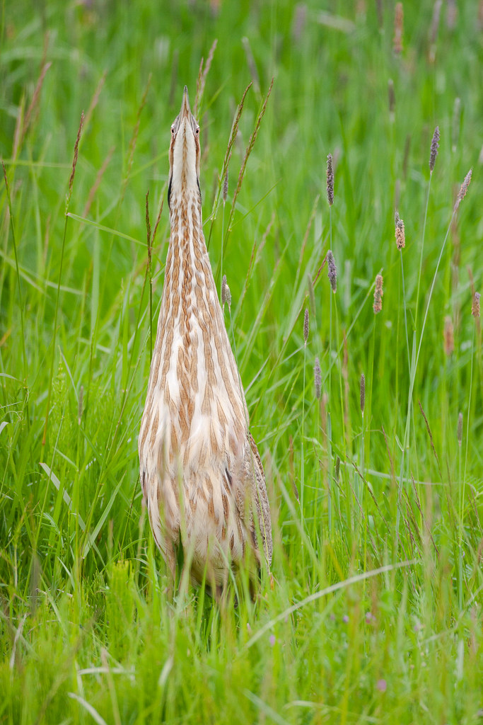 An American bittern stands with its next stretched out against a backdrop of green grasses at Ridgefield National Wildlife Refuge in Washington