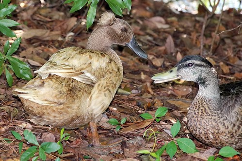 duck ducks fairfieldharbour northcarolina northwestcreek