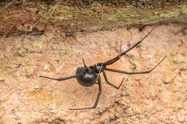 Black widow spider (Latrodectus cf. obscurior) - DSC_1267