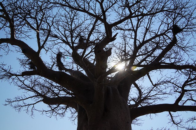 Makgadikgadi Pans: baobabs, suricatas y noche al raso en el salar de Ntwetwe - BOTSWANA, ZIMBABWE Y CATARATAS VICTORIA: Tras la Senda de los Elefantes (1)