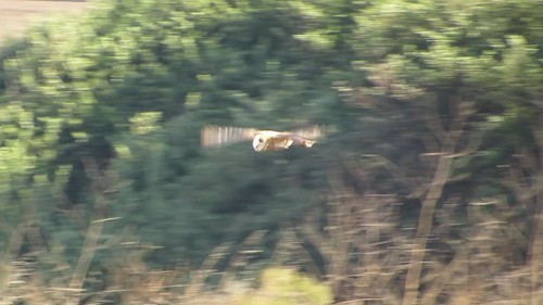 Barn Owl (Tyto alba), Villa Creek, Cayucos, CA