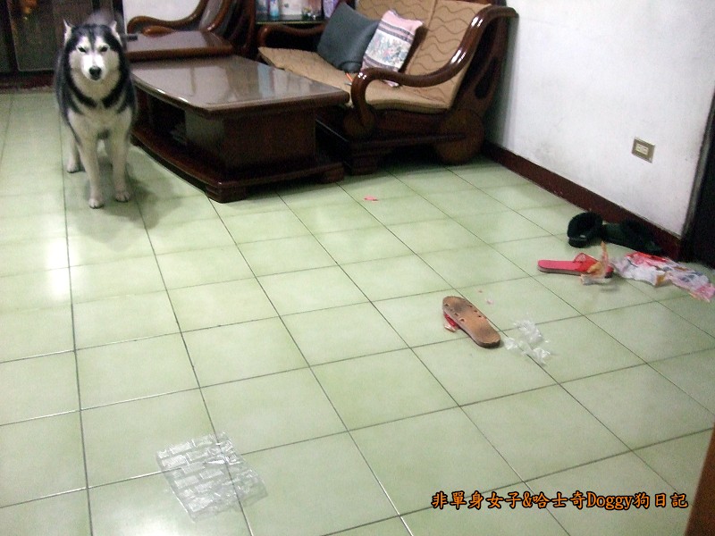 哈士奇Doggy2012-10