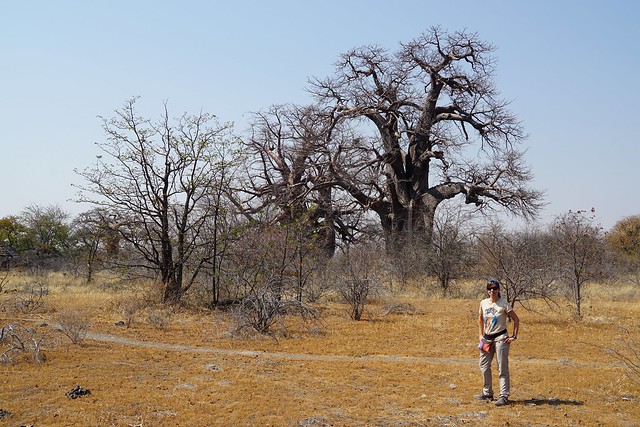 Makgadikgadi Pans: baobabs, suricatas y noche al raso en el salar de Ntwetwe - BOTSWANA, ZIMBABWE Y CATARATAS VICTORIA: Tras la Senda de los Elefantes (12)