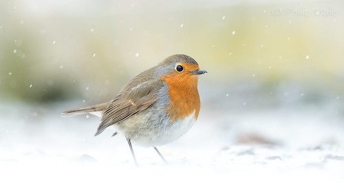 robin snow snowflakes wiltshire wild wonderland