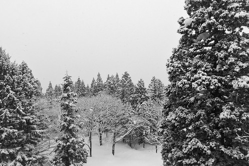 akakuraonsen asia honshu japan myokokogen blackandwhite cameraphone firtrees iphone6 monochrome snow travel trees winter myōkōshi niigataken jp