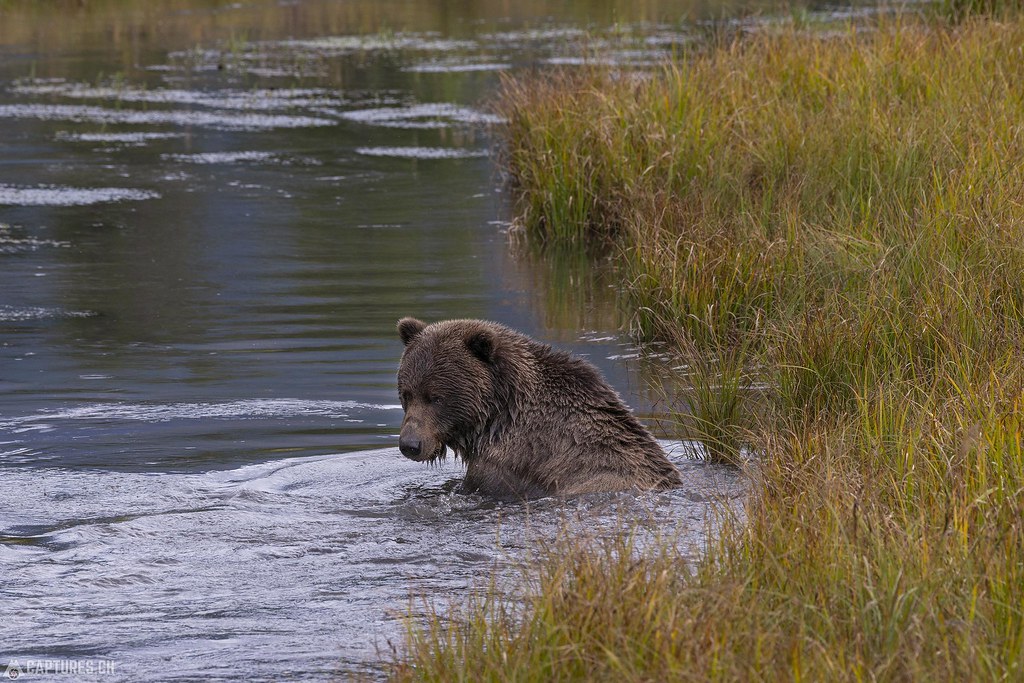 Bear looking back - Alaska