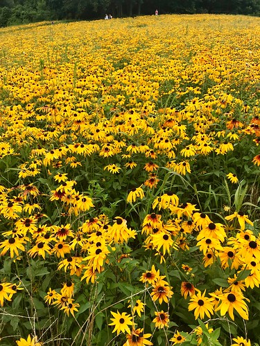 meadows flowers wildflowers park pennsylvania yellow flora boyce bloom