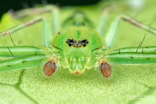 Green crab spider (Oxytate sp.) - DSC_2045b