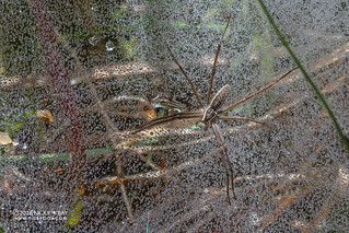 Nursery web spider (Euprosthenopsis sp.) - DSC_1008b