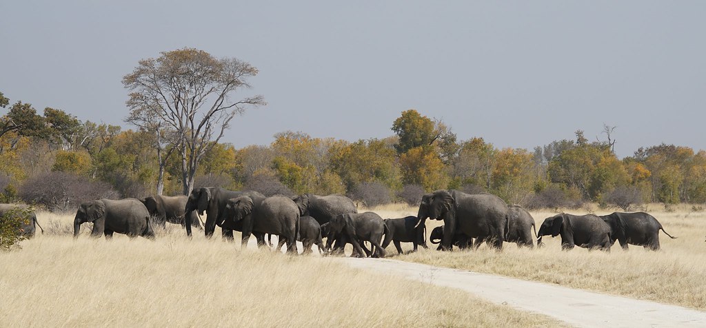 Hwange National Park, territorio salvaje - BOTSWANA, ZIMBABWE Y CATARATAS VICTORIA: Tras la Senda de los Elefantes (27)