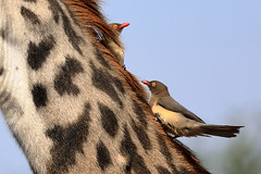 Red-billed oxpeckers