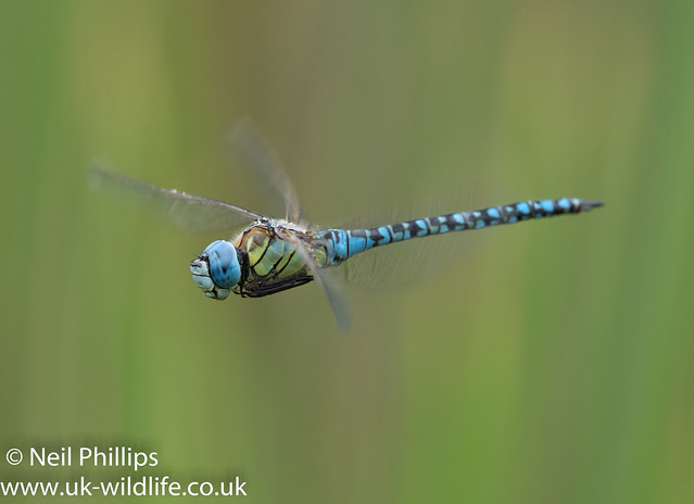 Southern migrant hawker dragonfly-3