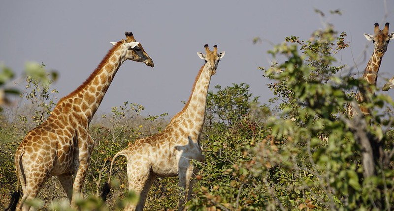 De Moremi a Savuti, entre jirafas y elefantes - BOTSWANA, ZIMBABWE Y CATARATAS VICTORIA: Tras la Senda de los Elefantes (13)