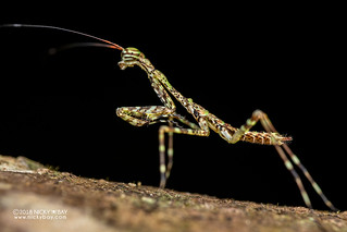 Mantis (Liturgusella malagassa) - DSC_9439