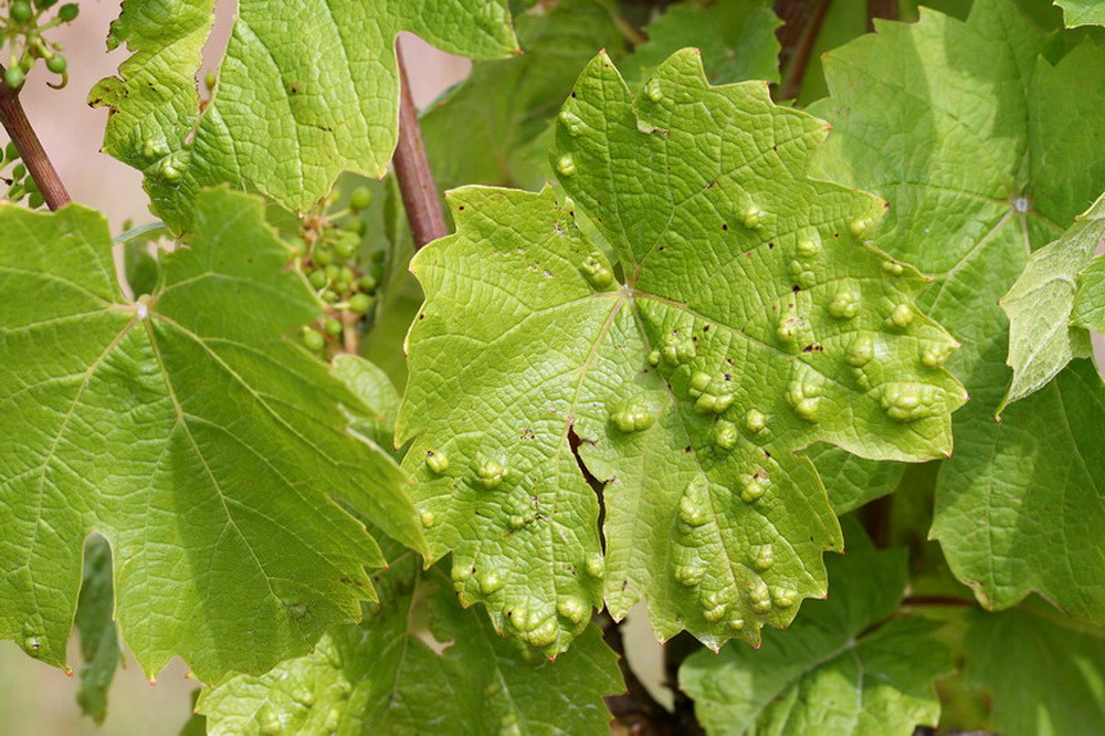 Клещ на листьях винограда фото и чем лечить