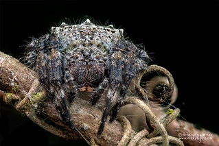 Broad-headed bark spider (Caerostris cf. darwini) - DSC_1314