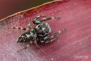 Green-eyed jumping spider (Salticidae) - DSC_9519
