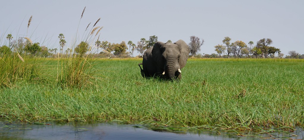 Del Kalahari al delta del Okavango, el corazón de Botswana - BOTSWANA, ZIMBABWE Y CATARATAS VICTORIA: Tras la Senda de los Elefantes (18)