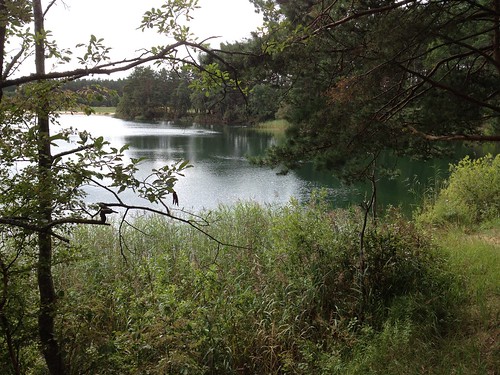 pond clearwater forest shore green eesti estonia viro haapsalu läänemaa ridala