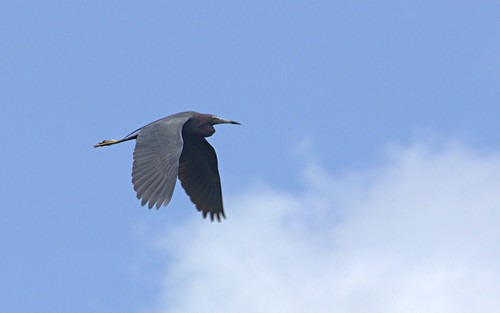 swamp wildlife bird heron blue nature mississippi usa