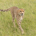 Male Cheetah -