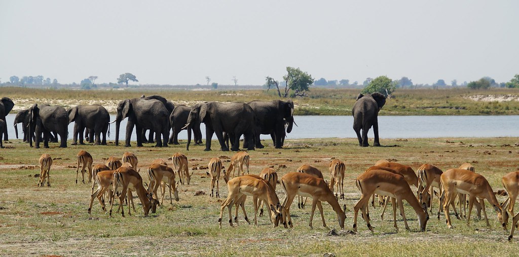 Itinerario previsto y alojamientos - BOTSWANA, ZIMBABWE Y CATARATAS VICTORIA: Tras la Senda de los Elefantes (6)