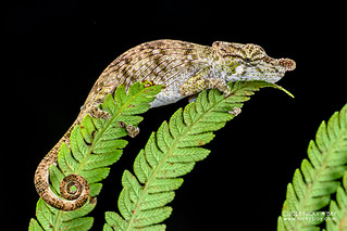 Nose-horned chameleon (Calumma nasutum) - DSC_0531