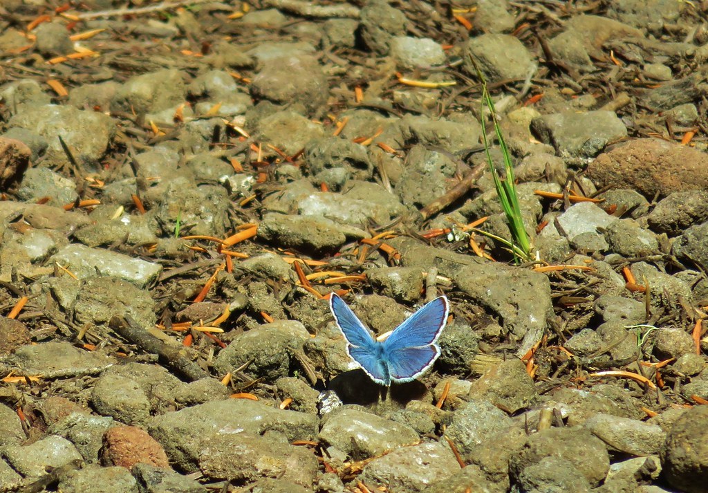 Blue copper butterfly