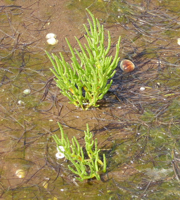 Glasswort growing in the inner bay at Dawlish Warren