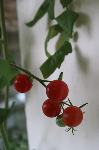 Reife Tomaten am Strauch auf unserem Balkon - III