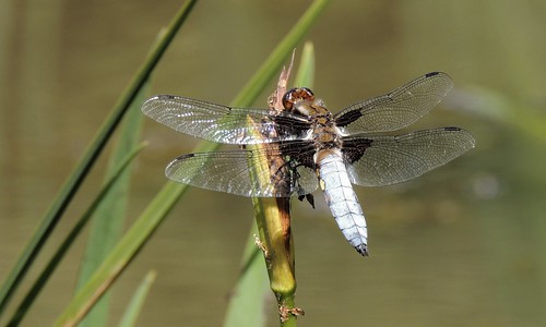 broad bodied chaser male outdoors uk blue yellow brown black wings four two pairs tips reed grass water nature