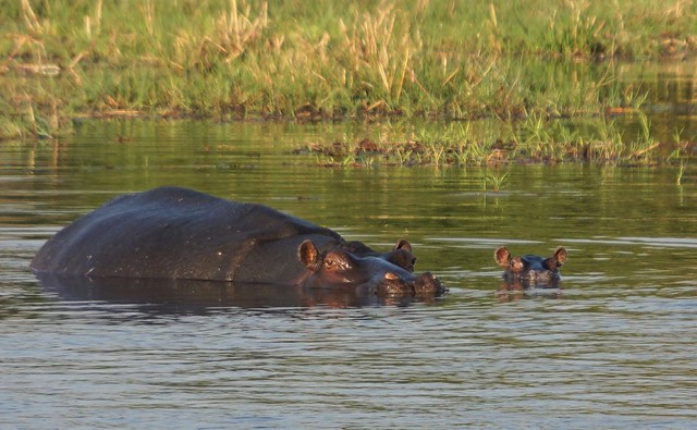 De Moremi a Savuti, entre jirafas y elefantes - BOTSWANA, ZIMBABWE Y CATARATAS VICTORIA: Tras la Senda de los Elefantes (3)