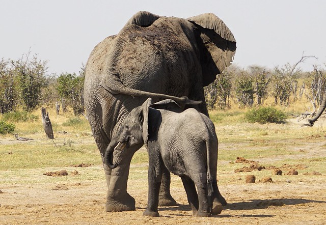 De Moremi a Savuti, entre jirafas y elefantes - BOTSWANA, ZIMBABWE Y CATARATAS VICTORIA: Tras la Senda de los Elefantes (22)