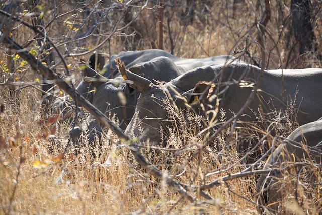 Matobo National Park: kopjes, arte rupestre y rinocerontes - BOTSWANA, ZIMBABWE Y CATARATAS VICTORIA: Tras la Senda de los Elefantes (6)