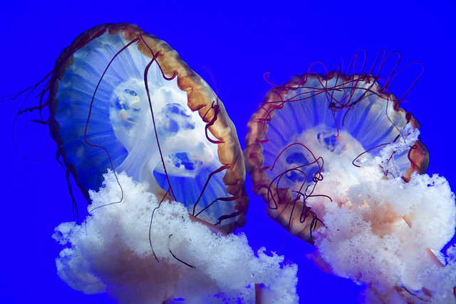 Jellyfish ballet