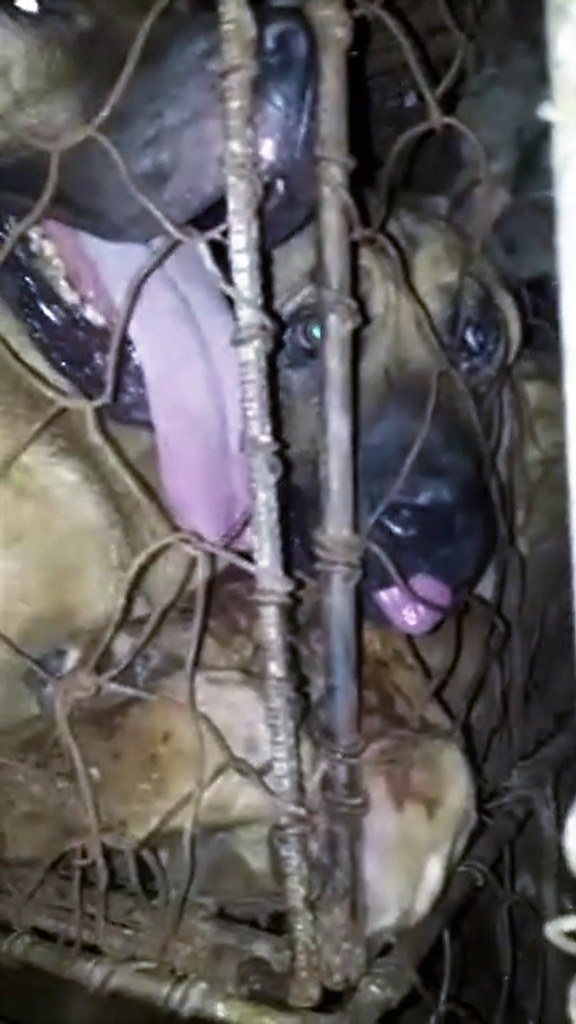 South Korean dog farms and slaughterhouses