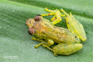 Free Madagascar Frog (Guibemantis liber) - Guibemantis liber) - DSC_1806
