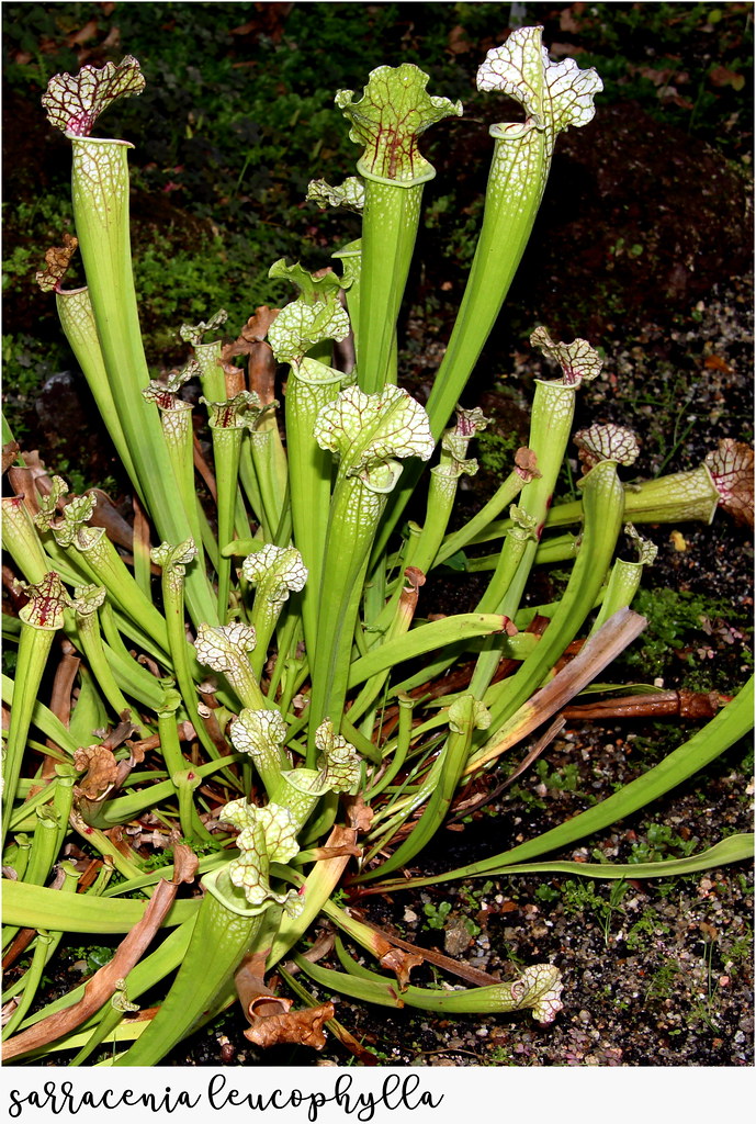 sarracenia leucophylla