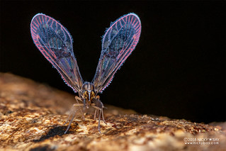 Derbid planthopper (Derbidae) - DSC_9421