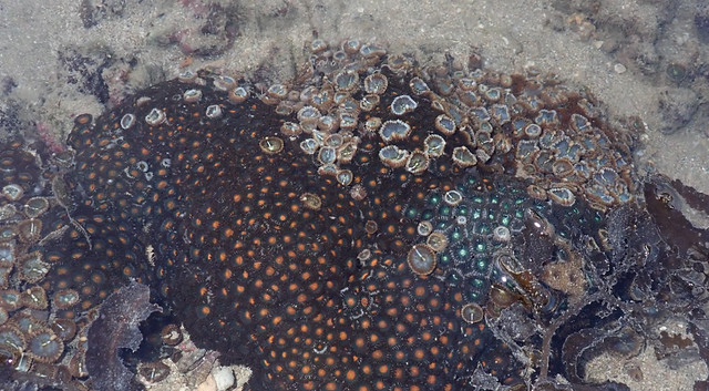 Button zoanthids (Zoanthus sp.) with Broad zoanthids (Palythoa mutuki)