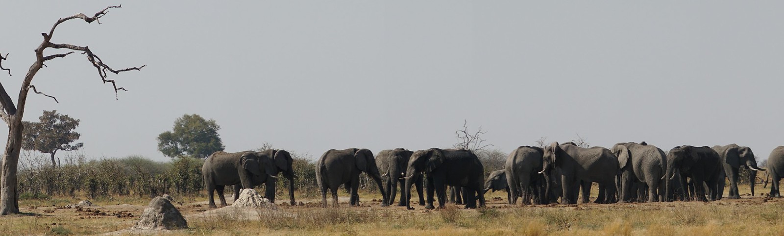De Moremi a Savuti, entre jirafas y elefantes - BOTSWANA, ZIMBABWE Y CATARATAS VICTORIA: Tras la Senda de los Elefantes (27)