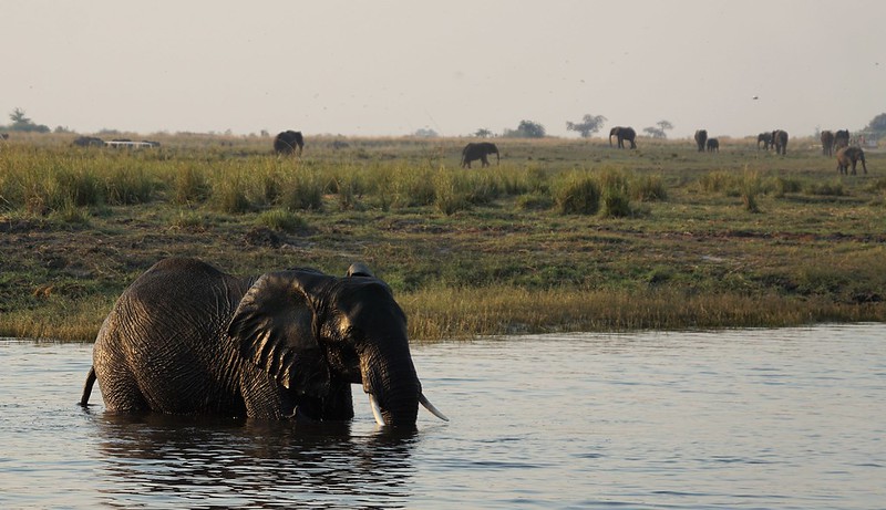 Chobe Riverfront: safari en 4x4 y crucero por el río - BOTSWANA, ZIMBABWE Y CATARATAS VICTORIA: Tras la Senda de los Elefantes (49)